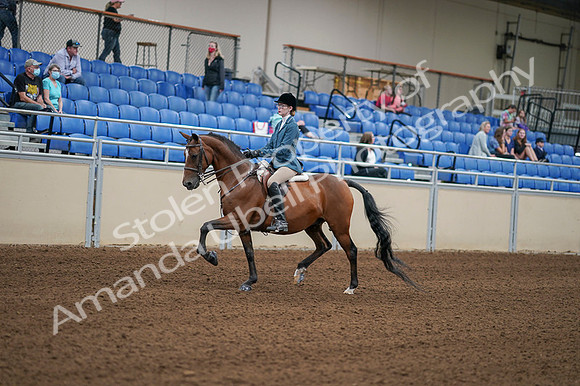 2020 - AB Morgan Horse - Fri, Sept 04 - 03964