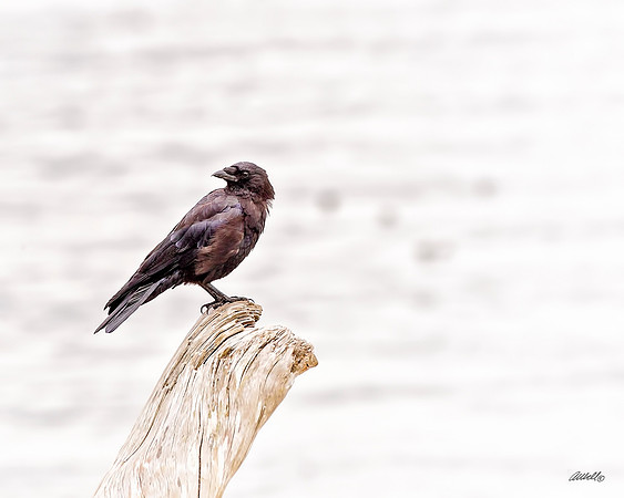 Birds - 076