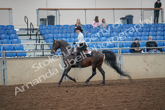 2019 Morgan Horse Show - Aug 30, 2019 - 16865