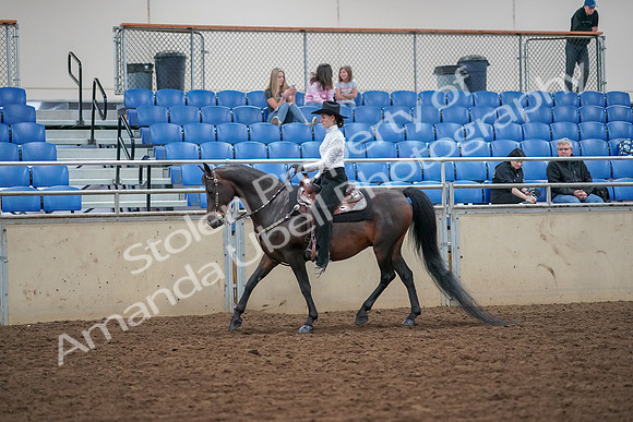 2019 Morgan Horse Show - Aug 30, 2019 - 16768
