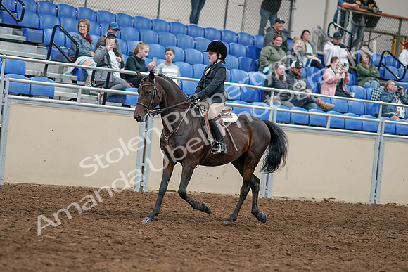 2020 - AB Morgan Horse - Sun, Sept 06 - 07887