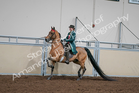 2020 - AB Morgan Horse - Sat, Sept 05 - 13683