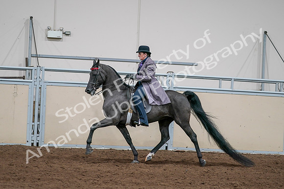 2020 - AB Morgan Horse - Sat, Sept 05 - 13719