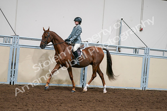 2020 - AB Morgan Horse - Fri, Sept 04 - 03033