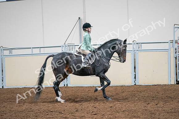 2020 - AB Morgan Horse - Sun, Sept 06 - 08059
