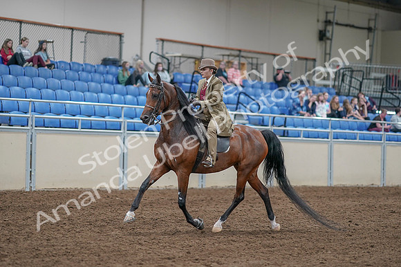 2020 - AB Morgan Horse - Fri, Sept 04 - 11157