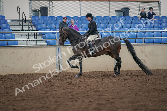 2019 Morgan Horse Show - Aug 30, 2019 - 19872