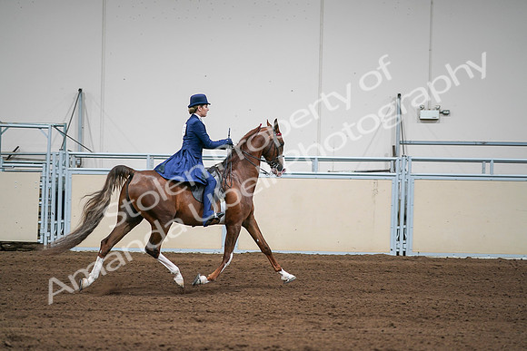 2020 - AB Morgan Horse - Sat, Sept 05 - 06341
