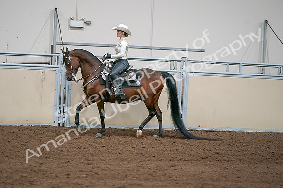 2020 - AB Morgan Horse - Fri, Sept 04 - 08364
