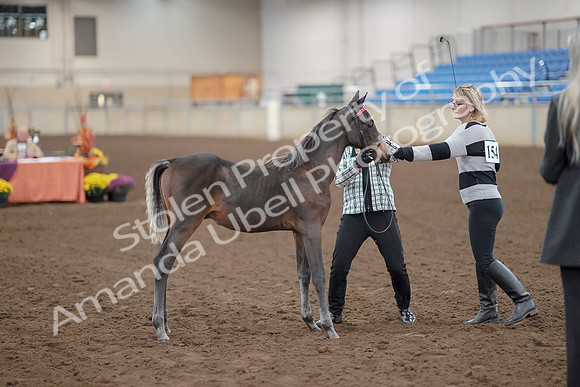 2019 Morgan Horse Show - Aug 30, 2019 - 24864