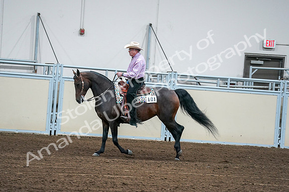 2020 - AB Morgan Horse - Fri, Sept 04 - 00541