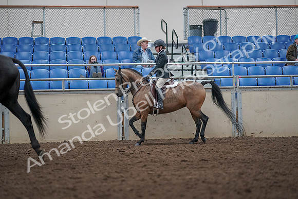 2019 Morgan Horse Show - Aug 31, 2019 - 14917