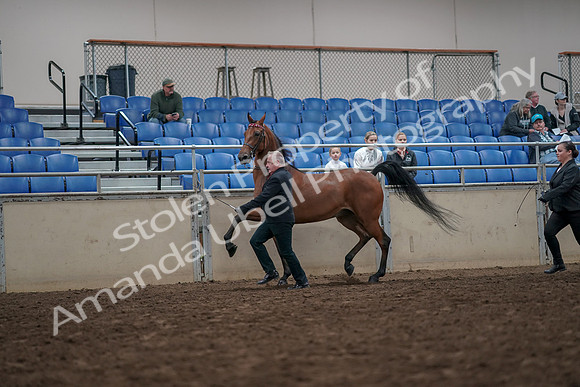 2019 Morgan Horse Show - Aug 31, 2019 - 03579