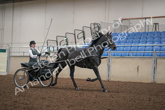 2019 Morgan Horse Show - Aug 31, 2019 - 04750