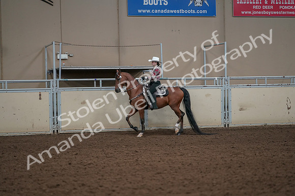 2019 Morgan Horse Show - Aug 30, 2019 - 25984