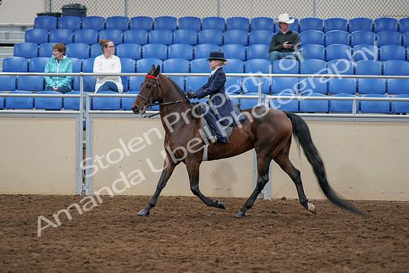 2020 - AB Morgan Horse - Sun, Sept 06 - 07705