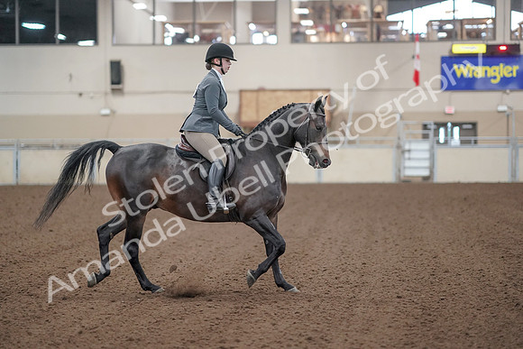 2019 Morgan Horse Show - Sept 01, 2019 - 11023
