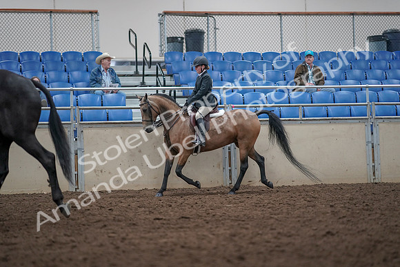 2019 Morgan Horse Show - Aug 31, 2019 - 14910
