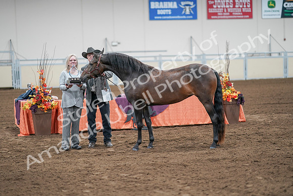2020 - AB Morgan Horse - Sat, Sept 05 - 00291