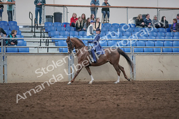 2019 Morgan Horse Show - Aug 31, 2019 - 20632