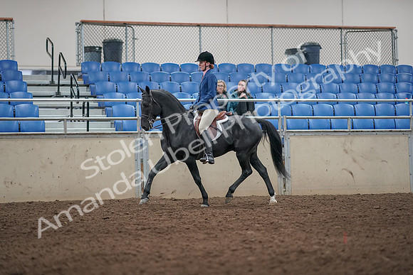 2019 Morgan Horse Show - Aug 31, 2019 - 07216