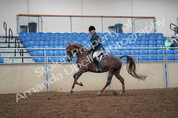 2019 Morgan Horse Show - Aug 30, 2019 - 17421