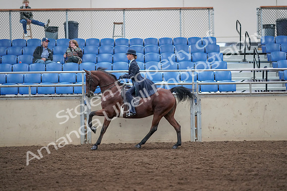 2019 Morgan Horse Show - Aug 31, 2019 - 08775