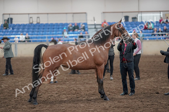 2019 Morgan Horse Show - Aug 31, 2019 - 03707