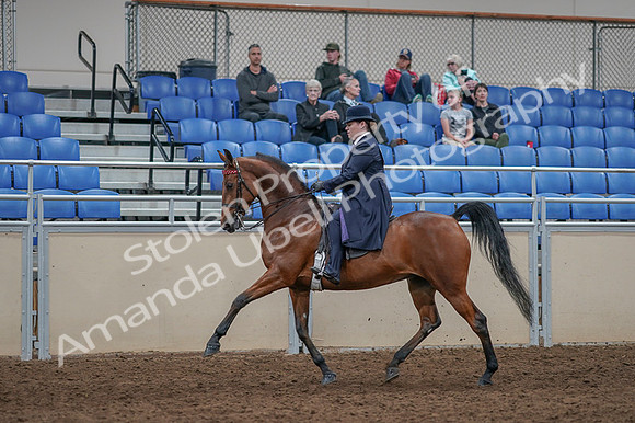 2020 - AB Morgan Horse - Fri, Sept 04 - 11233