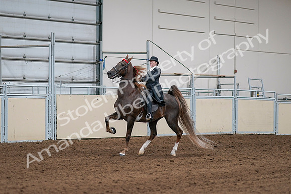 2020 - AB Morgan Horse - Sat, Sept 05 - 13082