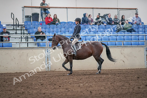 2019 Morgan Horse Show - Aug 31, 2019 - 19425