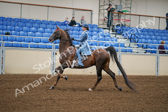 2020 - AB Morgan Horse - Fri, Sept 04 - 04858
