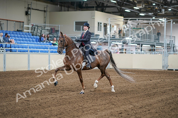 2020 - AB Morgan Horse - Sat, Sept 05 - 06049