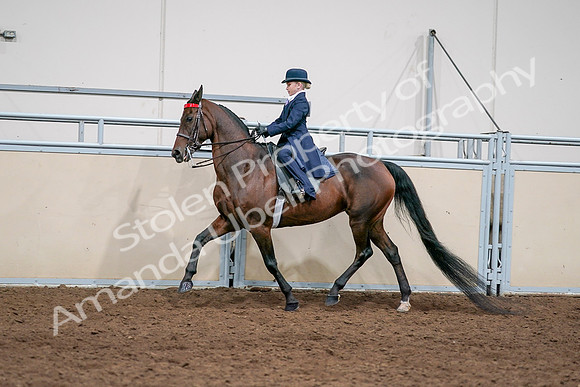 2020 - AB Morgan Horse - Sat, Sept 05 - 04810