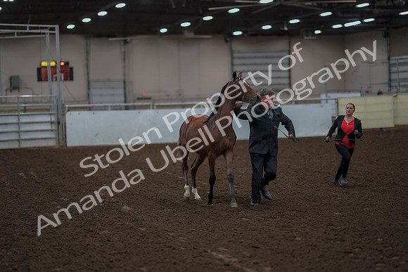 2019 Morgan Horse Show - Aug 31, 2019 - 00212
