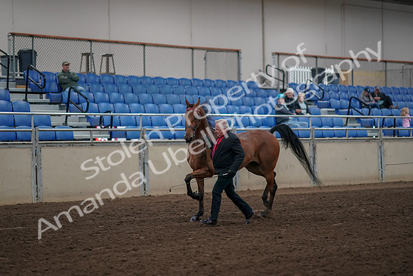 2019 Morgan Horse Show - Aug 31, 2019 - 00540