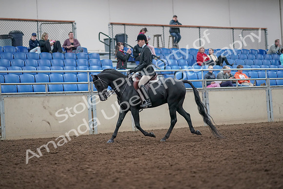 2019 Morgan Horse Show - Aug 31, 2019 - 14661