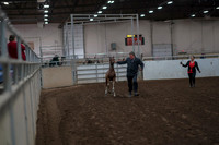 2019 Morgan Horse Show - Aug 31, 2019 - 00828