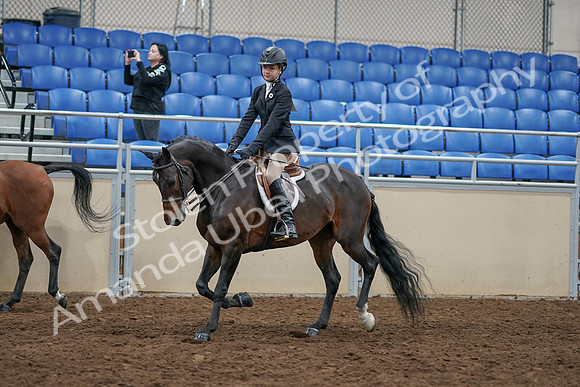 2020 - AB Morgan Horse - Sun, Sept 06 - 07952