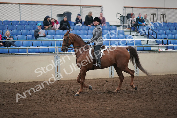 2019 Morgan Horse Show - Aug 31, 2019 - 13773