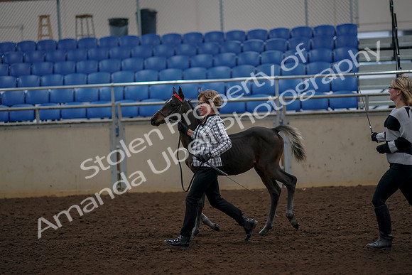 2019 Morgan Horse Show - Aug 30, 2019 - 24724