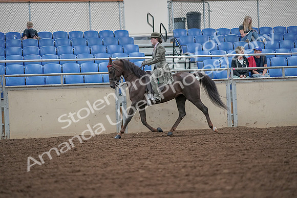 2019 Morgan Horse Show - Aug 30, 2019 - 15395
