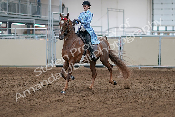 2020 - AB Morgan Horse - Sat, Sept 05 - 06103