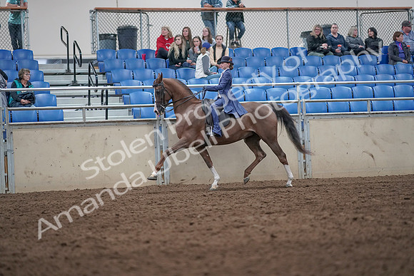 2019 Morgan Horse Show - Aug 31, 2019 - 20560
