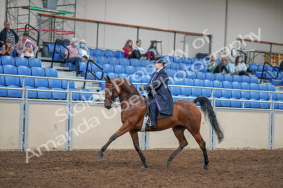 2020 - AB Morgan Horse - Fri, Sept 04 - 11220