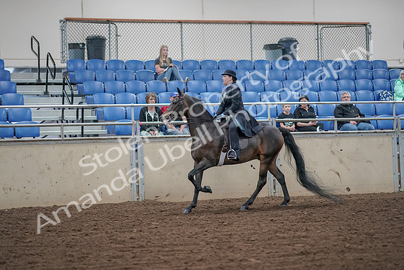 2019 Morgan Horse Show - Aug 30, 2019 - 15617