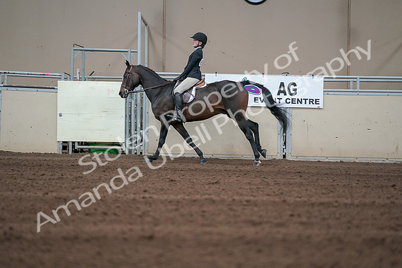 2019 Morgan Horse Show - Sept 01, 2019 - 03735