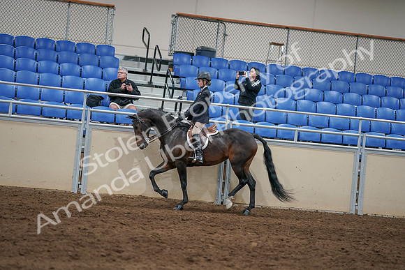 2020 - AB Morgan Horse - Sun, Sept 06 - 07868