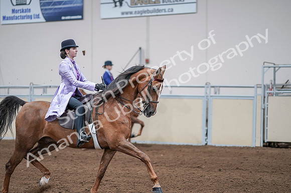 2020 - AB Morgan Horse - Fri, Sept 04 - 05138