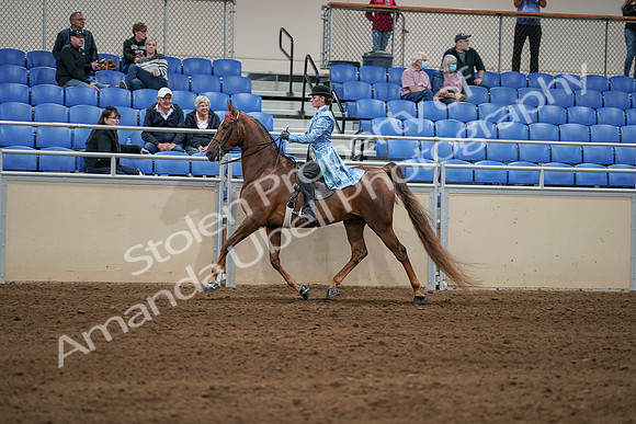 2020 - AB Morgan Horse - Sat, Sept 05 - 06242